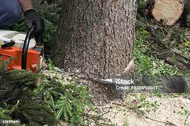 Trusted Cookeville, TN Tree Care Experts
